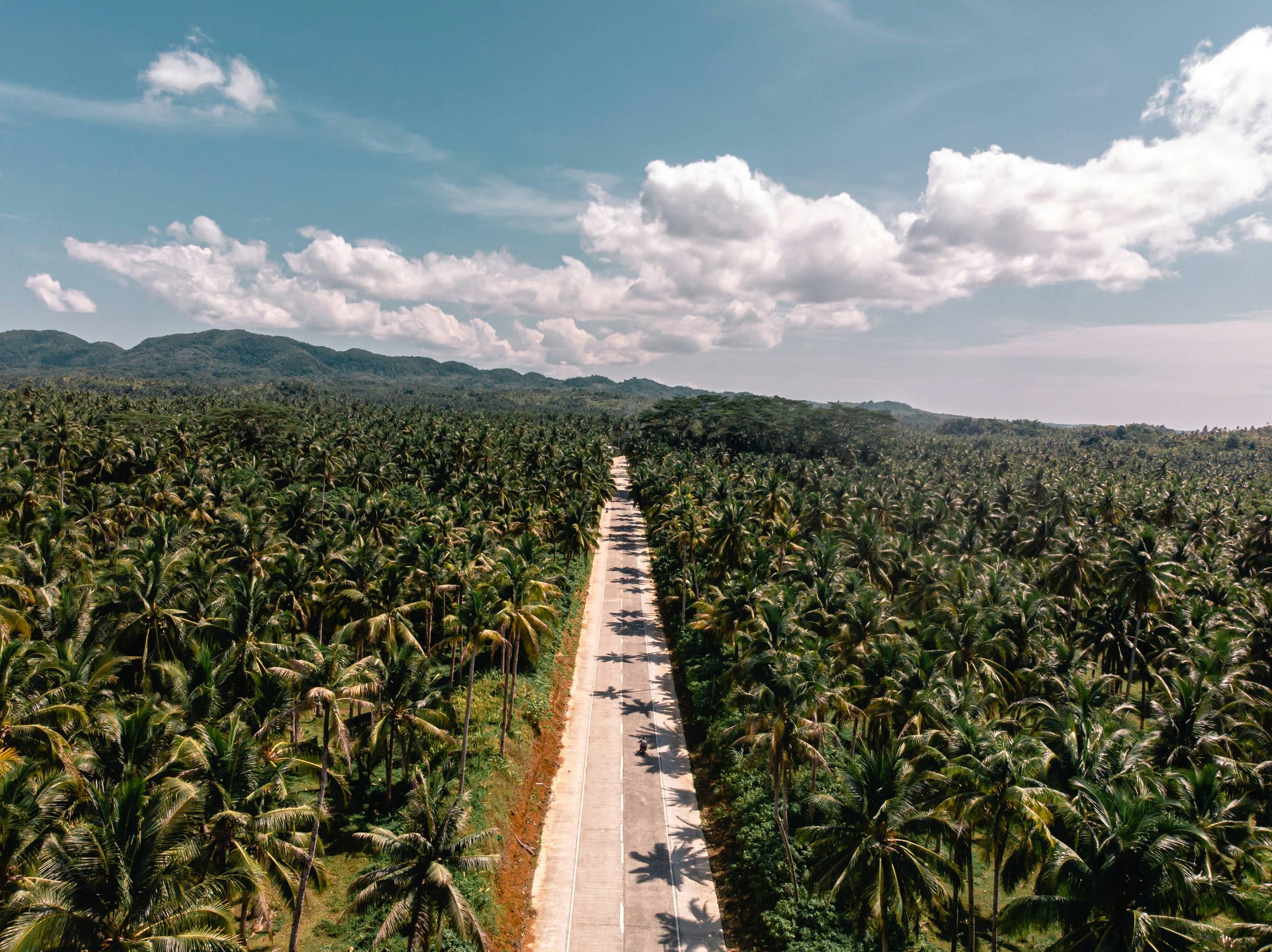 Towering Coconut Trees Against the Blue Skies of Siargao, Philippines