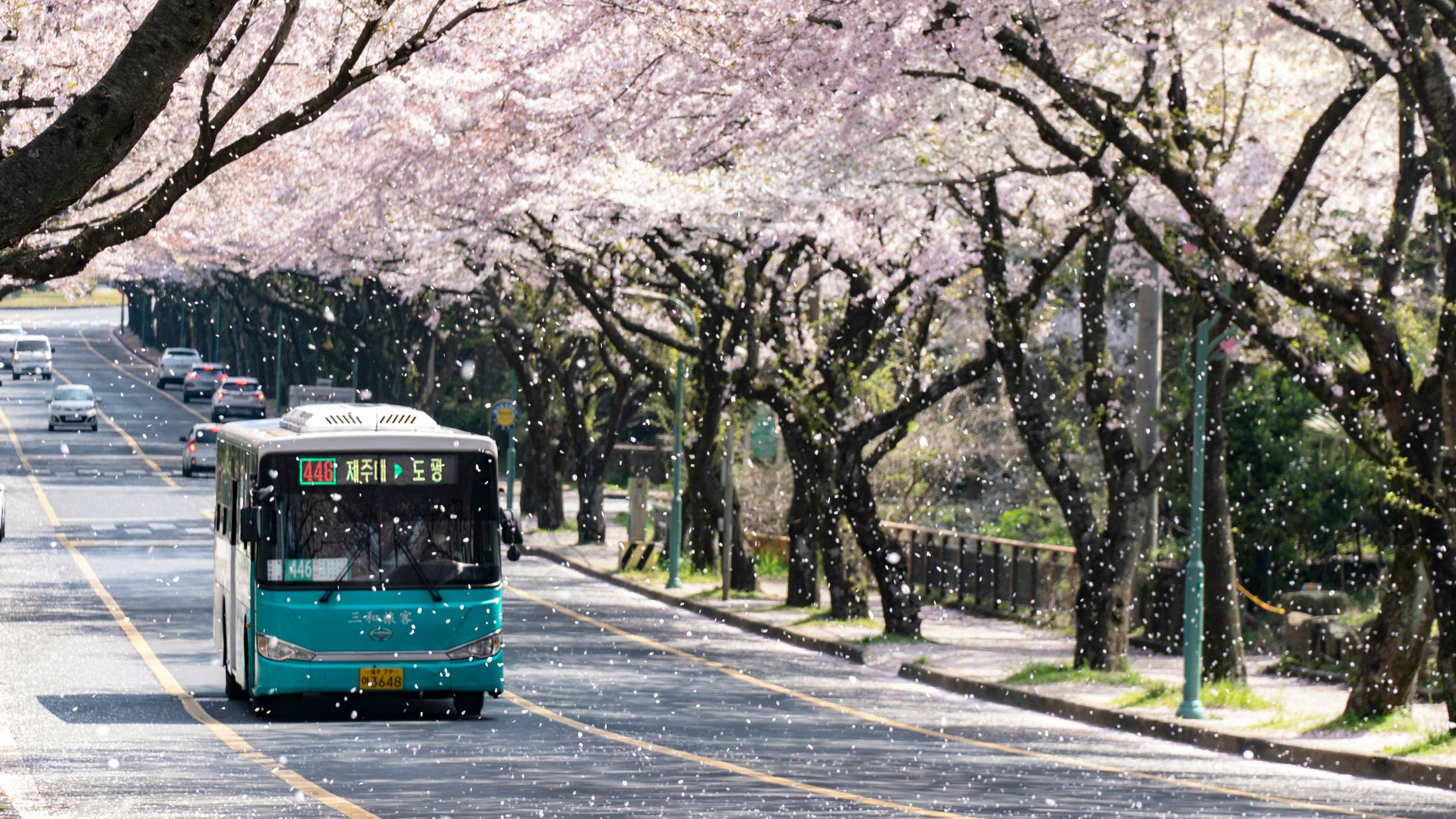 Colorful Spring Blossoms and a Bus on a Scenic Route in Jeju, South Korea