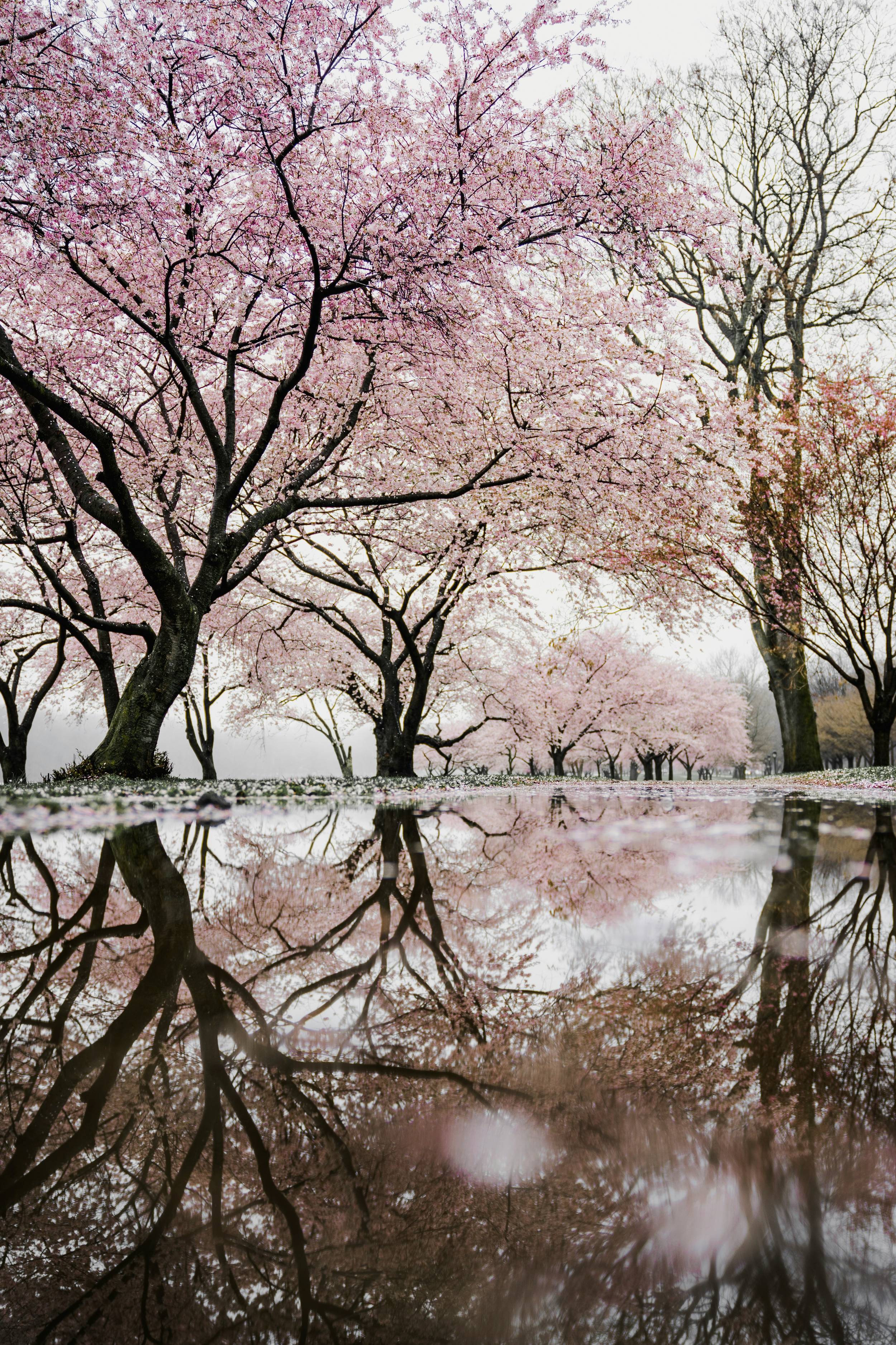 Vibrant Spring Flowers and Serene Landscapes in Korea